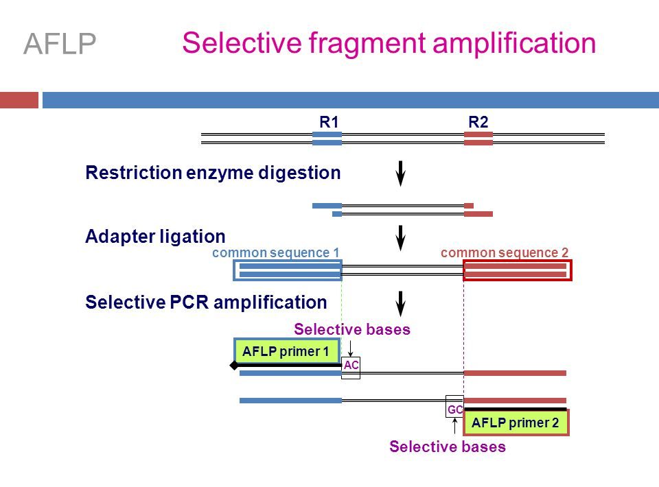 معایب تکنیک AFLP-PCR