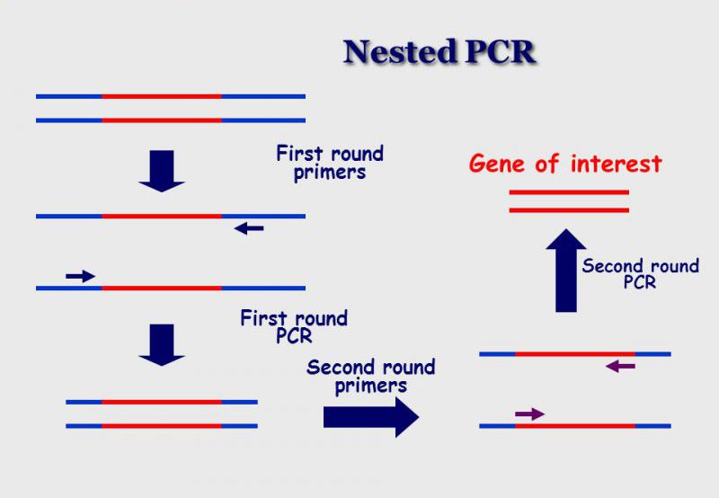 Nested-PCR
