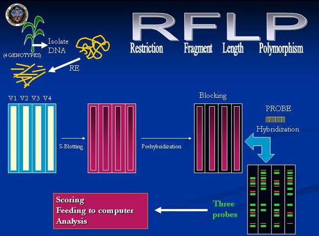توسعه پروب های RFLP