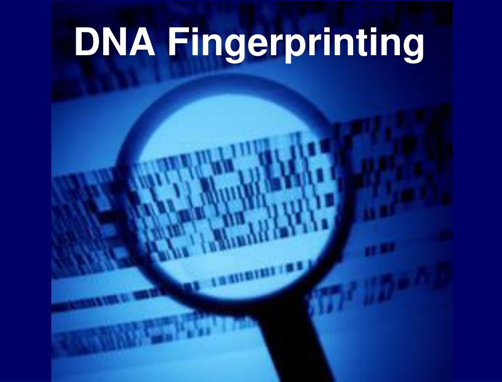تکنیک انگشت نگاری DNA و کاربردهای آن