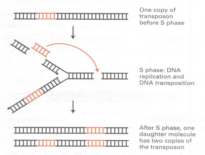 مکانیسم افزایش تعداد کپی ترانسپوزون DNA