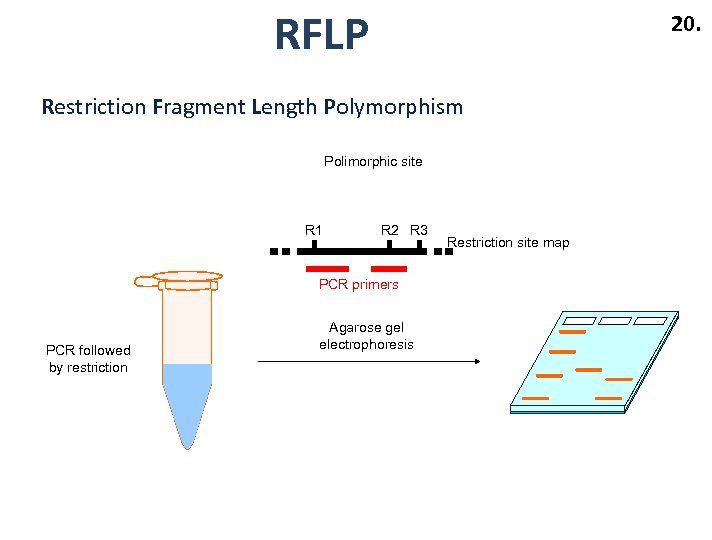 کاربرد پروب های RFLP