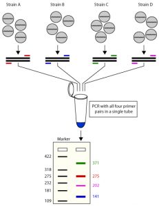مکانیسم-Multiplex-PCR