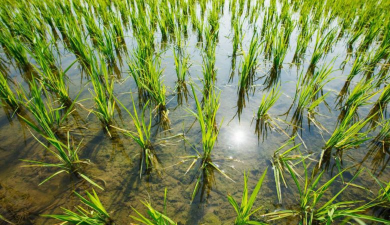 زراعت برنج با آبیاری قطره ای نواری