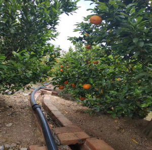 مدیریت کم‌آبیاری در درختان میوه هسته‌دار