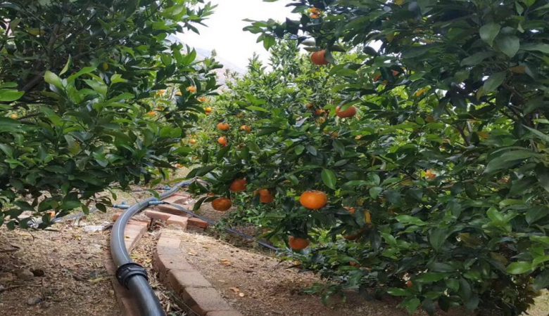 مدیریت کم‌آبیاری در درختان میوه هسته‌دار