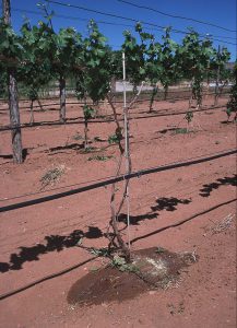 عملیات کم آبیاری درختان میوه