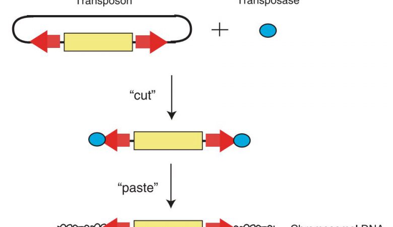 آشنایی-ترانسپوزون-رتروترانسپوزون