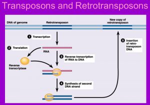 ترانسپوزون-رتروترانسپوزون ها