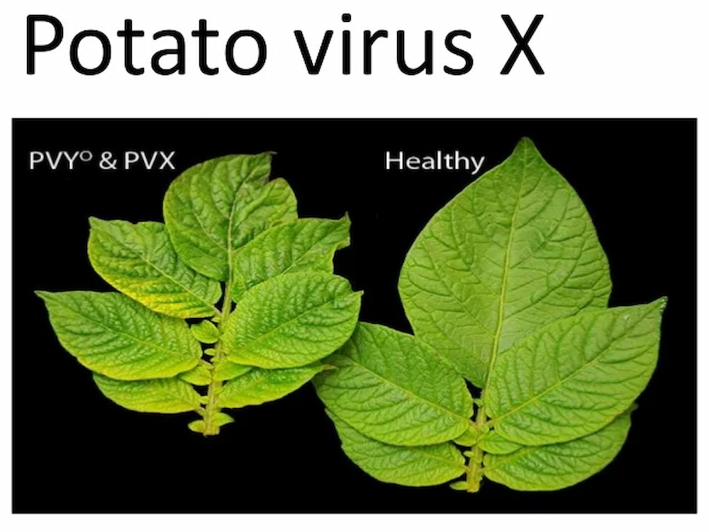 بیماری ویروس X سیب زمینی