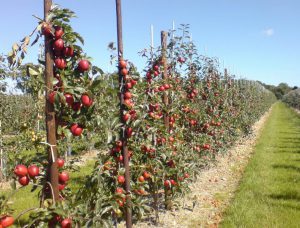 آبیاری باغ سیب