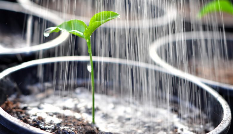 برنامه ریزی های آبیاری در جهت توسعه ریشه گیاهان