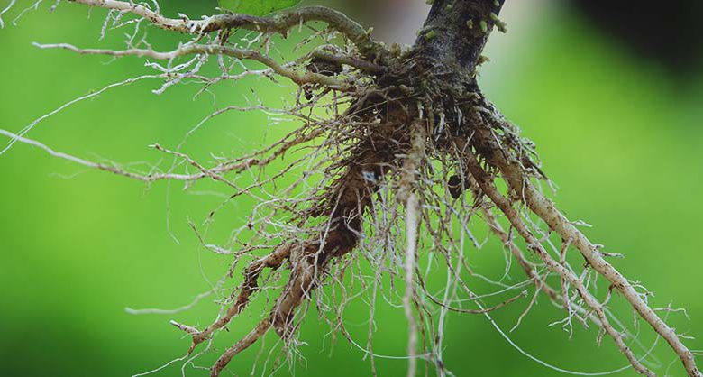 اثر خاک در توسعه ریشه گیاهان