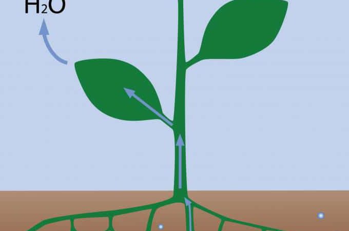 عوامل موثر در جذب آب توسط گیاهان