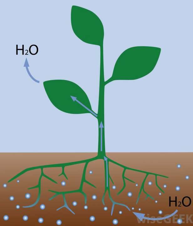 فرآیند انتقال آب در گیاهان