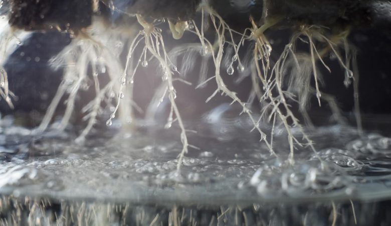 سیستم هدایت کننده آب در ریشه