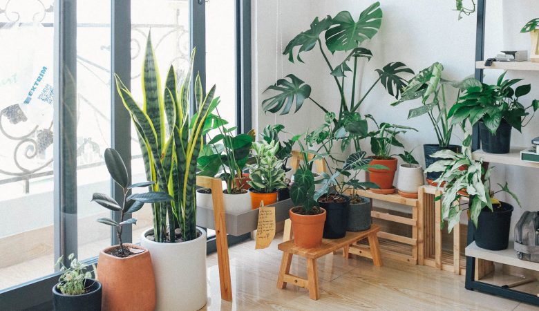 نحوه نگهداری و زیست گیاهان آپارتمانی