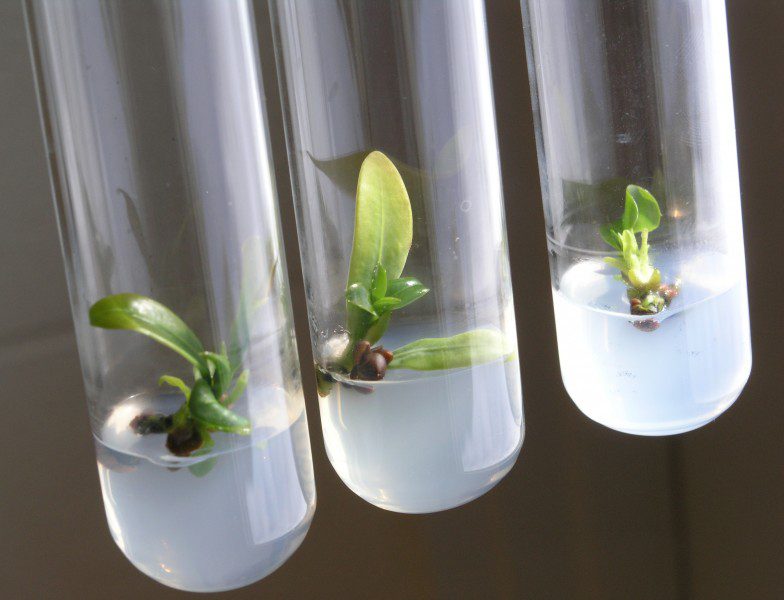 کاربرد و معایب تولید متابولیت های ثانویه گیاهی
