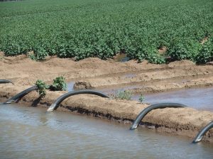 عوامل مؤثر در تلفات آبیاری کشاورزی
