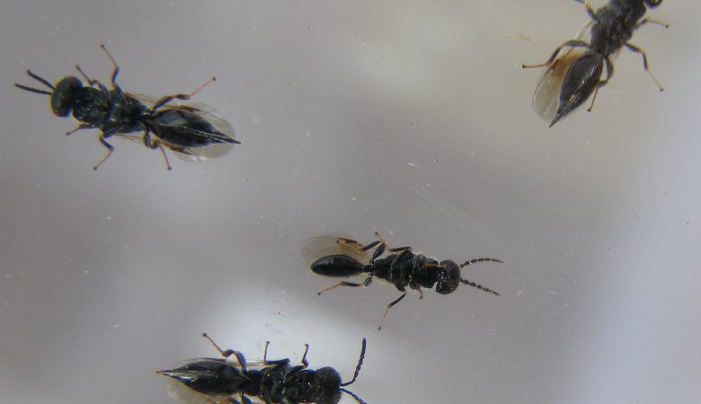 مورفولوژی و بیولوژی زنبور مغزخوار سیاه پسته
