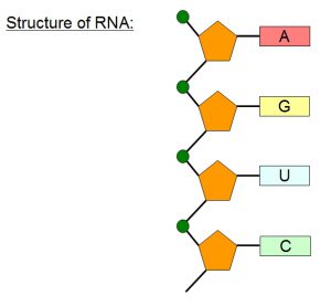 ساختار RNA
