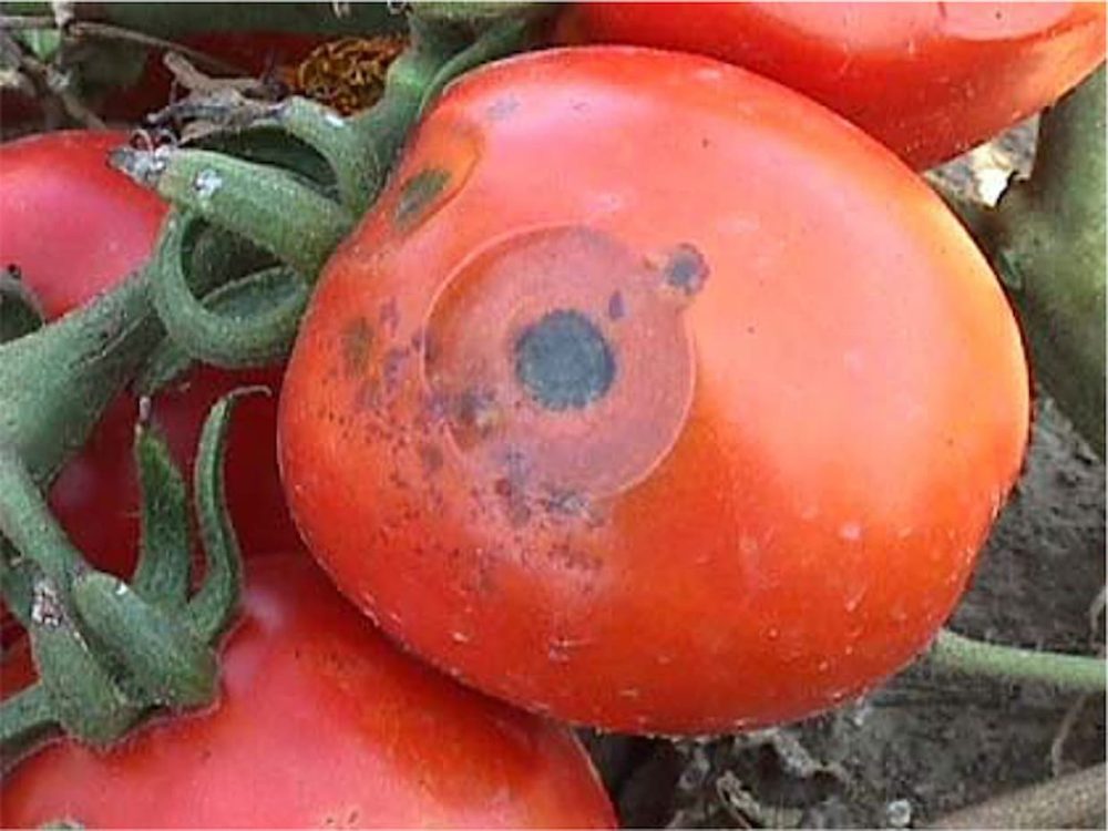 بیماری خال سیاه یا آنتراکنوز گوجه فرنگی