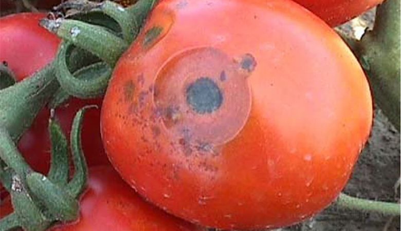 بیماری خال سیاه یا آنتراکنوز گوجه فرنگی