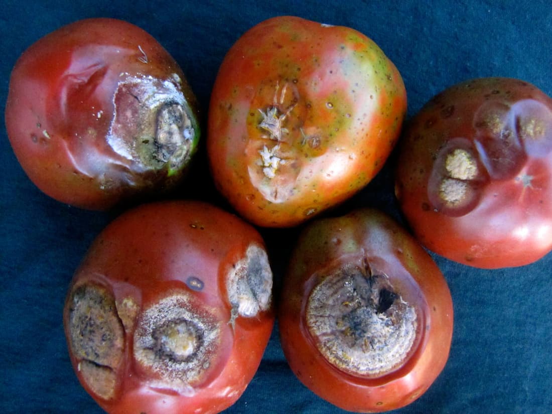 زیست شناسی وچرخه بیماری خال سیاه گوجه فرنگی