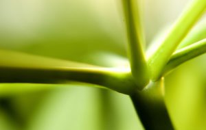 وظایف و عملکرد ساقه در گیاهان
