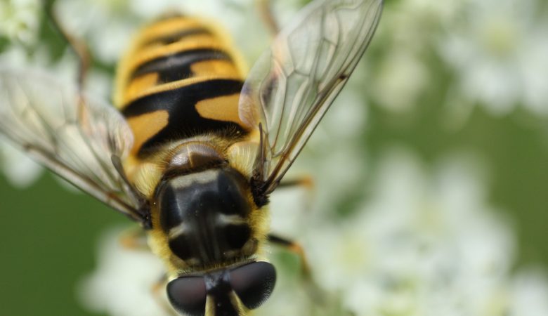 زنبورهای بی عسل مفیدتر از زنبورهای عسل!