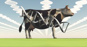 تولید شیر بدون لاکتوز با دستکاری ژنتیکی گاوها