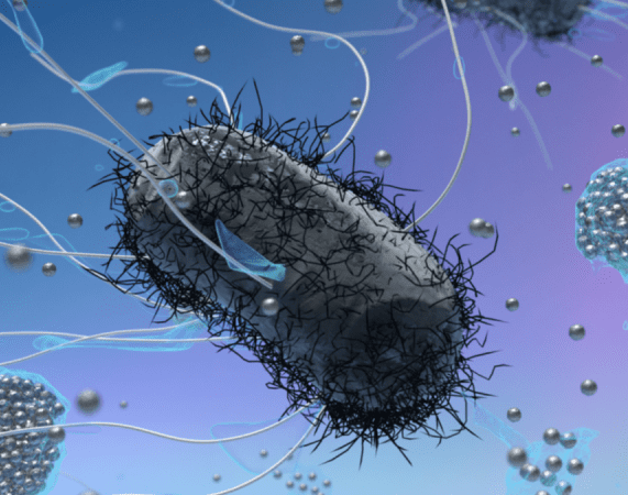 کشف سازوکار نابودی باکتری ها با نانوذرات طلا