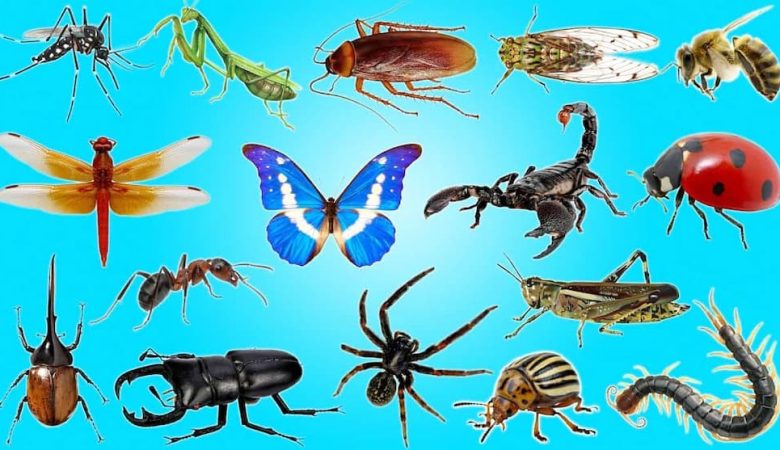 حشرات و اهمیت آنها در کشاورزی