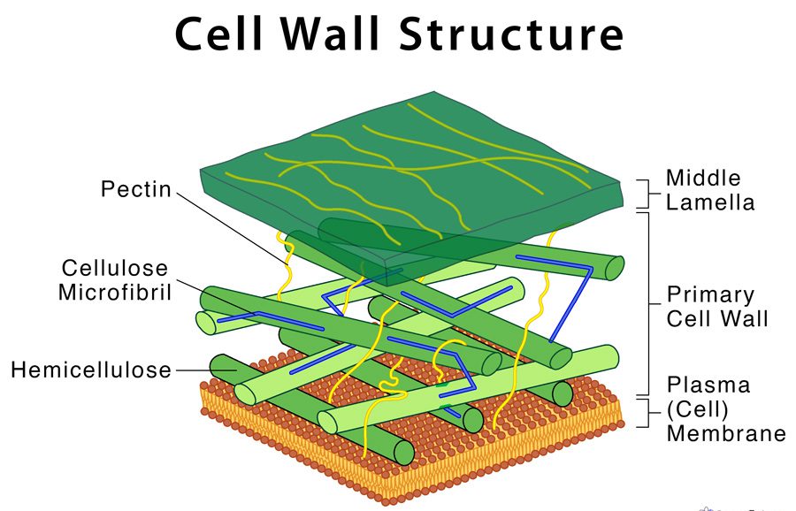 پاورپوینت دیواره سلولی گیاهان