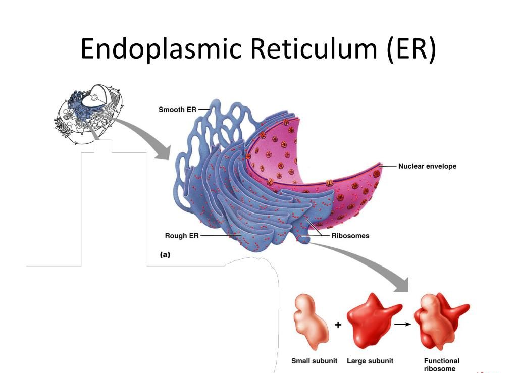 شبکه آندوپلاسمی Endoplasmic reticulum 