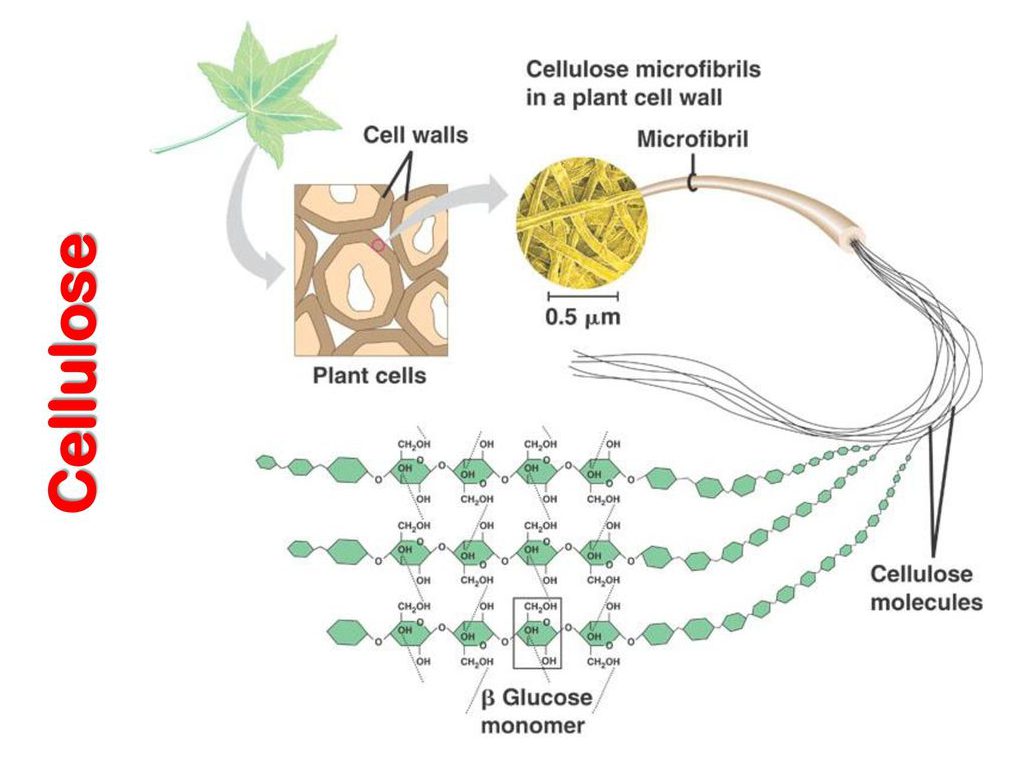 سلولز-ساختار-گیاه