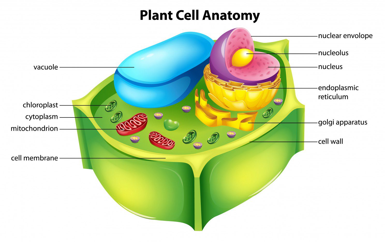 اجزای-سلول-گیاهی