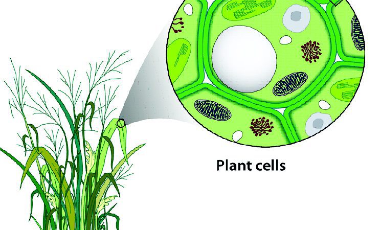 دیوار-سلولی-گیاهان