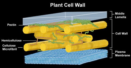 ساختمان دیوراه سلولی گیاهان
