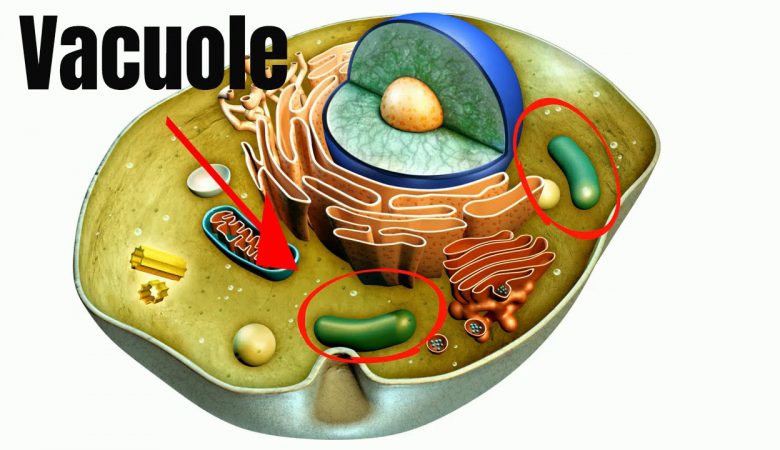 واکوئل-سلول-گیاه