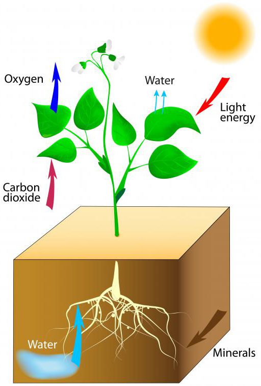 عوامل محیطی موثر بر رشد گیاه