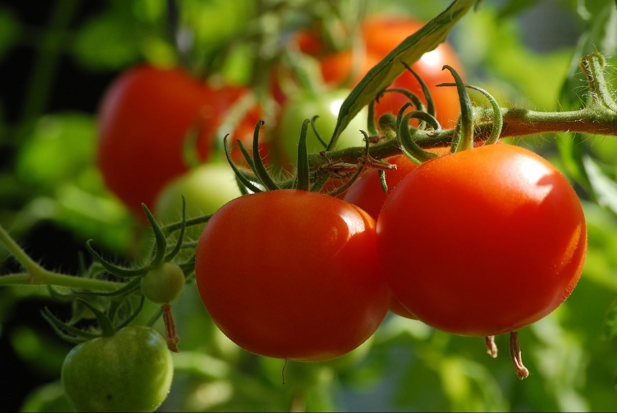 گیاهشناسی-گوجه-فرنگی