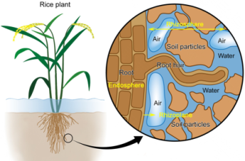 نقش کیفیت آب در رشد گیاه