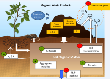 نقش کربنات در رشد گیاه