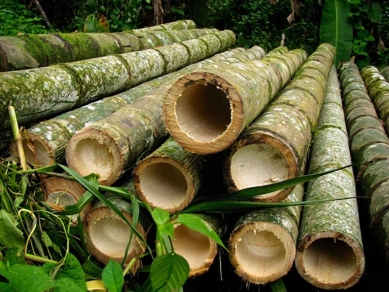 کاربرد گیاه بامبو