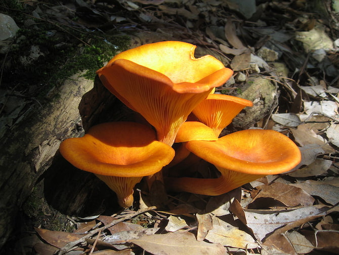  قارچ سمی  Omphalotus olearius  از نظر ظاهر بسیار به گونه خوراکی زرد کیجا شباهت دارد.