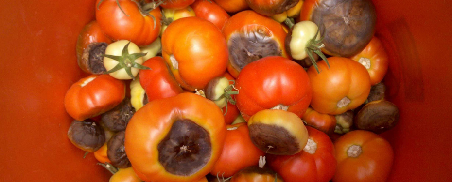 بیماری پوسیدگی گلگاه میوه گوجه فرنگی 