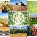 کشاورزی پایدار و انواع باغکشت ها