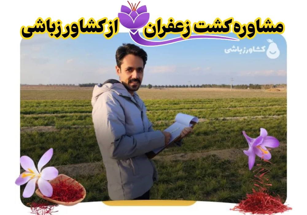 مشاوره کشت زعفران از کشاورزباشی
