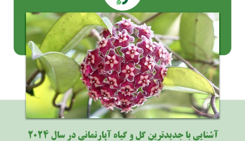 آشنایی با جدیدترین گل و گیاه آپارتمانی در سال ۲۰۲۴